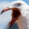 Screamingseagull